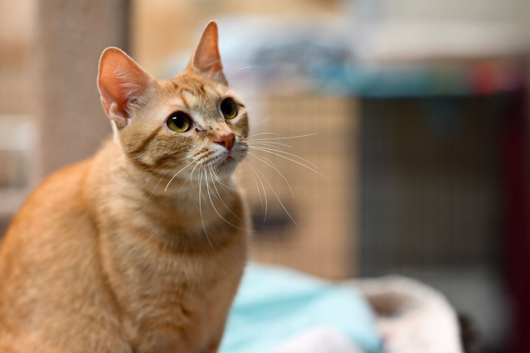 Poppy, a Adoptable Tabby in Lago Vista, TX image 5/5