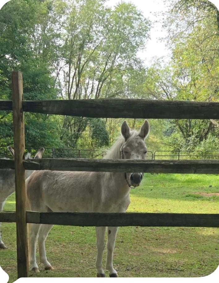 Truffle, Adoptable, Young Male Mule.