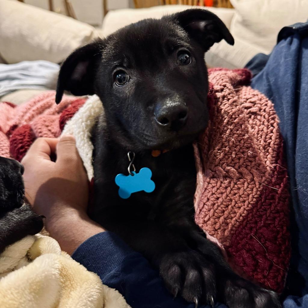 Pinecone thumbnail 3