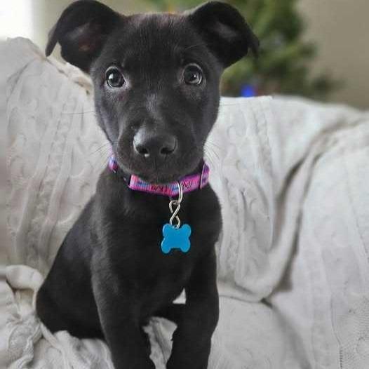 Pinecone thumbnail 4