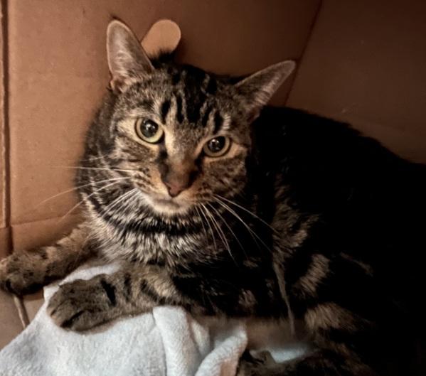 Enlarge Jive, a Adoptable mixed breed in Stratham, NH image 1/1