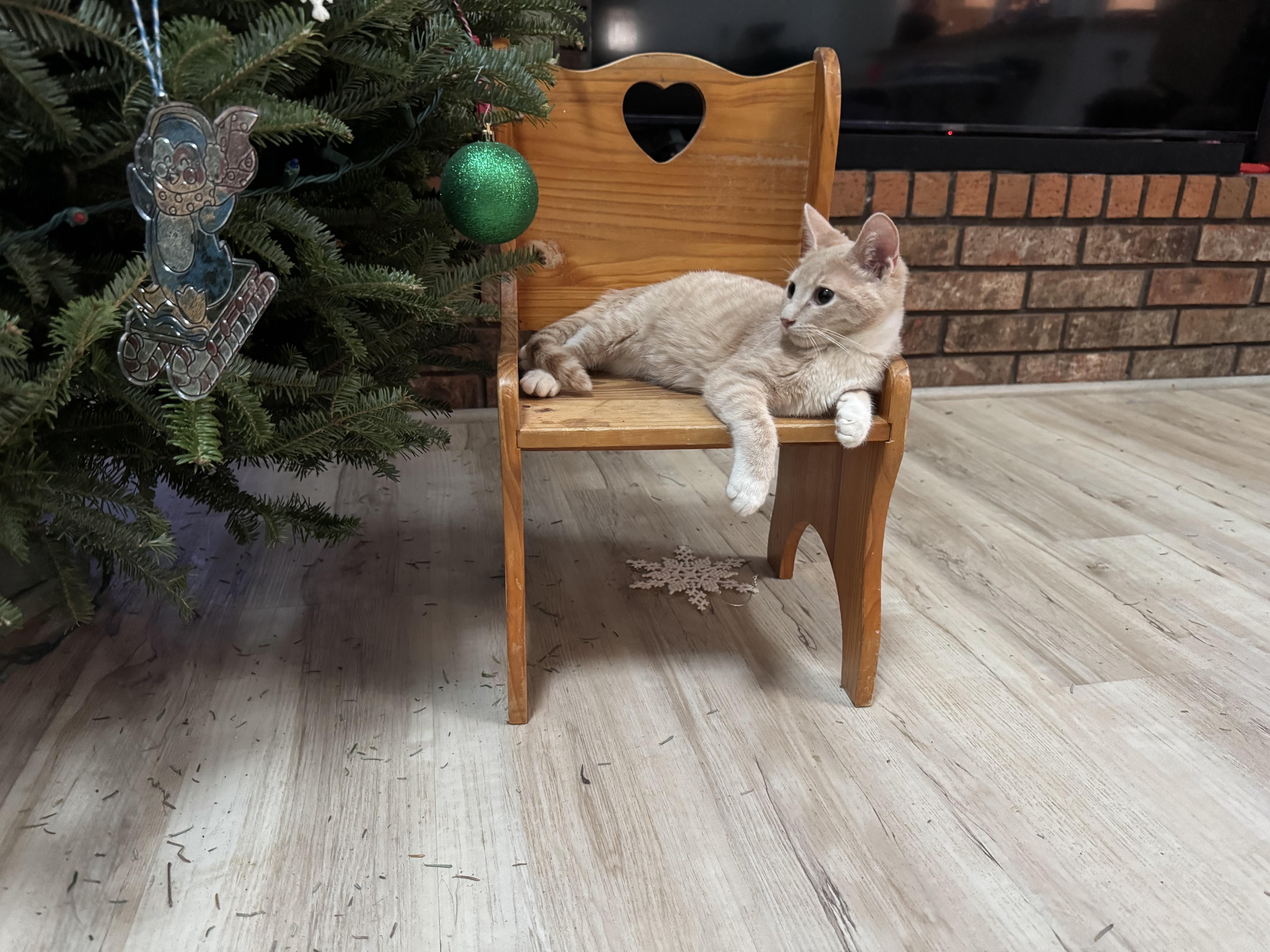 Mitchell, a Adoptable Domestic Short Hair in White Lake, MI image 1/3