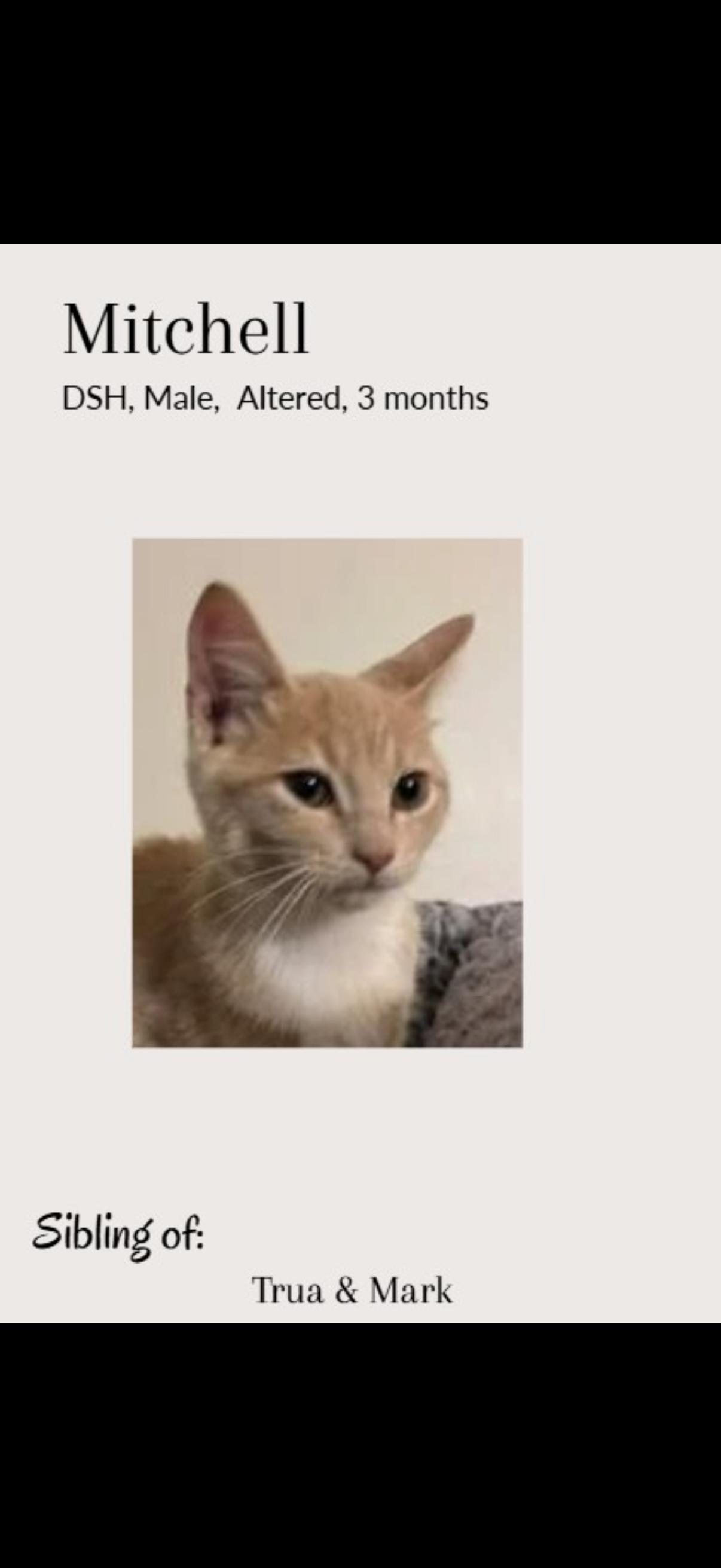 Mitchell, a Adoptable Domestic Short Hair in White Lake, MI image 2/3