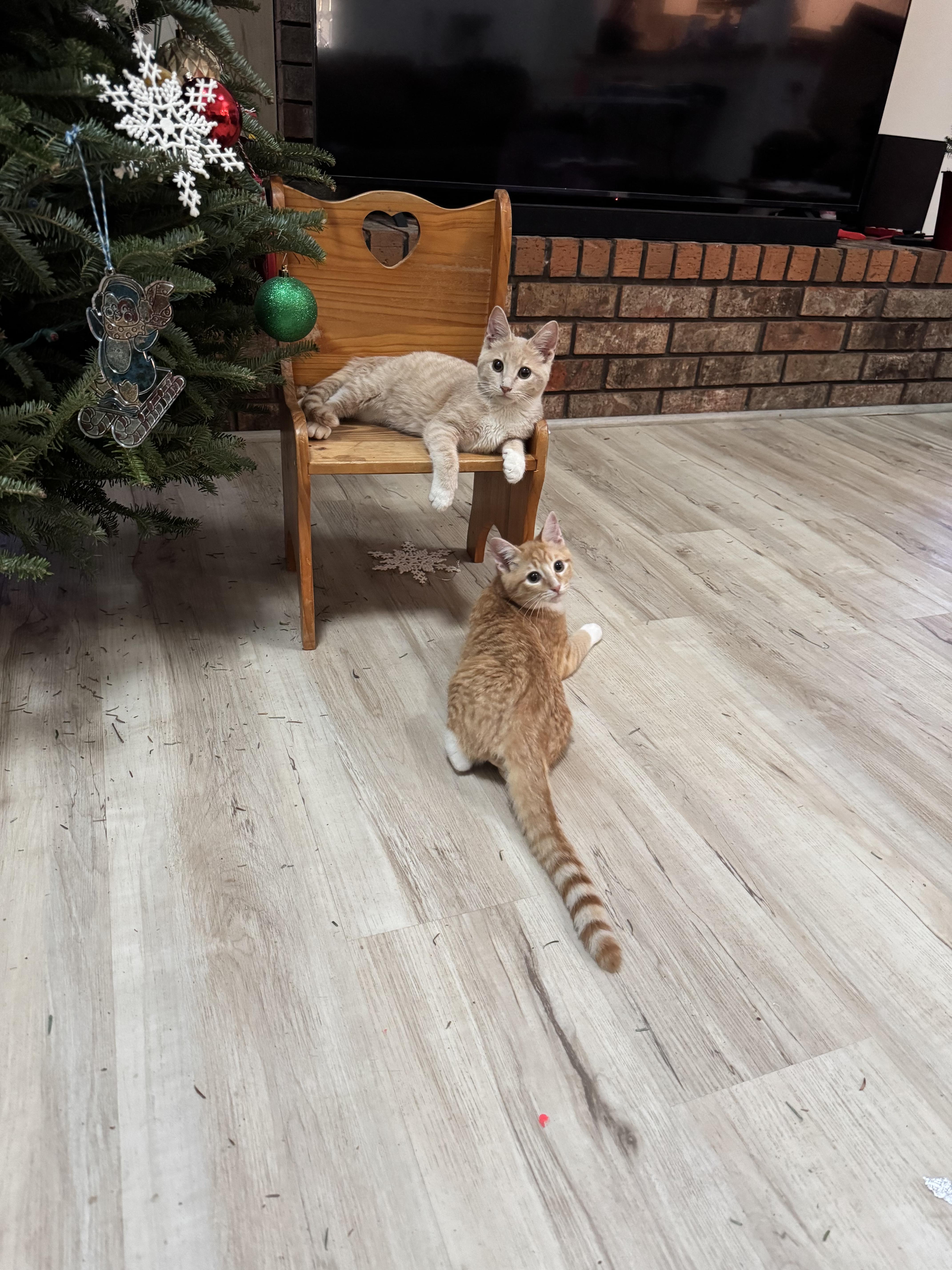 Mitchell, a Adoptable Domestic Short Hair in White Lake, MI image 3/3