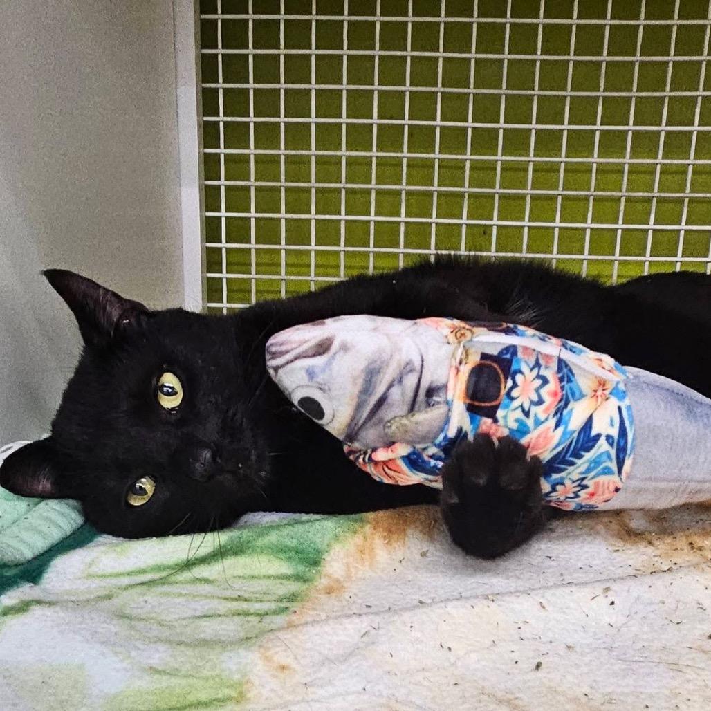 Bert, a Adoptable Domestic Short Hair in Pasadena , MD image 2/4