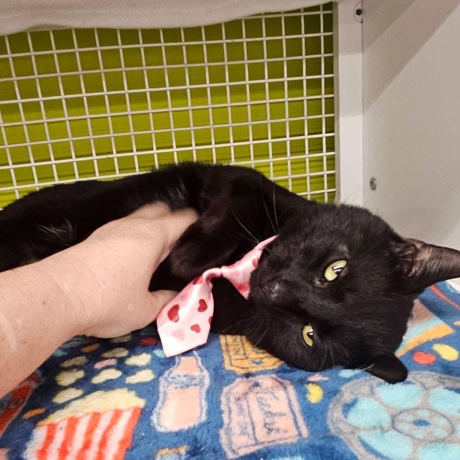 Bert, a Adoptable Domestic Short Hair in Pasadena , MD image 3/4