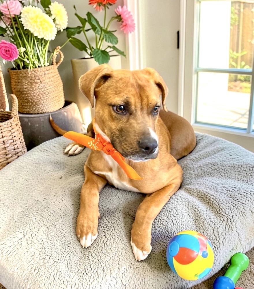 Enlarge Dusty, a ADOPTABLE mixed breed in Perry, IA image 5/6