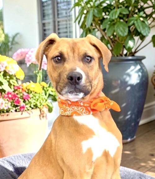 Enlarge Dusty, a ADOPTABLE mixed breed in Perry, IA image 3/6