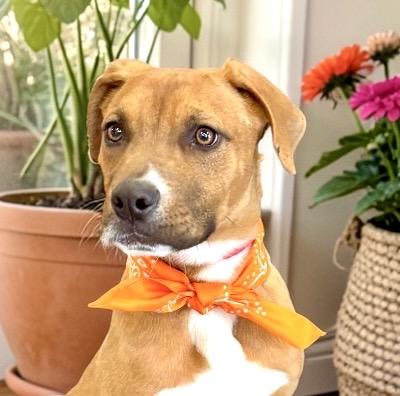 Enlarge Dusty, a ADOPTABLE mixed breed in Perry, IA image 1/6