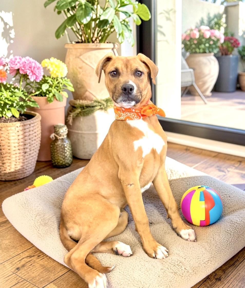 Enlarge Dusty, a ADOPTABLE mixed breed in Perry, IA image 6/6