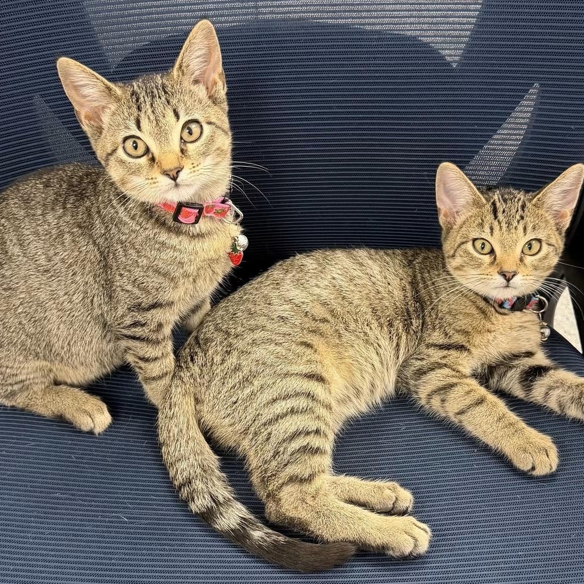 Enlarge Juliet, a Adopted Tabby in Memphis, TN image 4/6