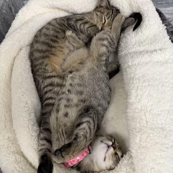 Enlarge Juliet, a Adopted Tabby in Memphis, TN image 2/6