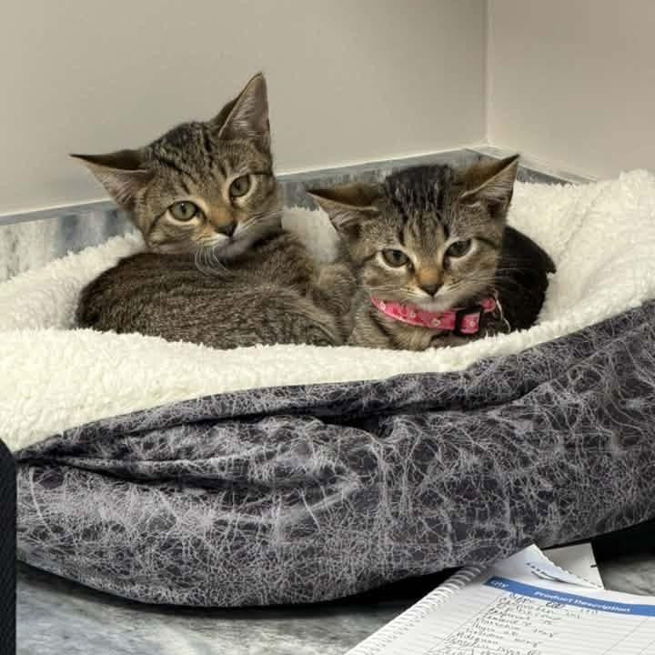 Enlarge Juliet, a Adopted Tabby in Memphis, TN image 6/6