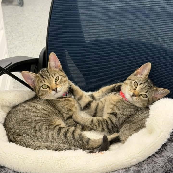 Enlarge Juliet, a Adopted Tabby in Memphis, TN image 5/6