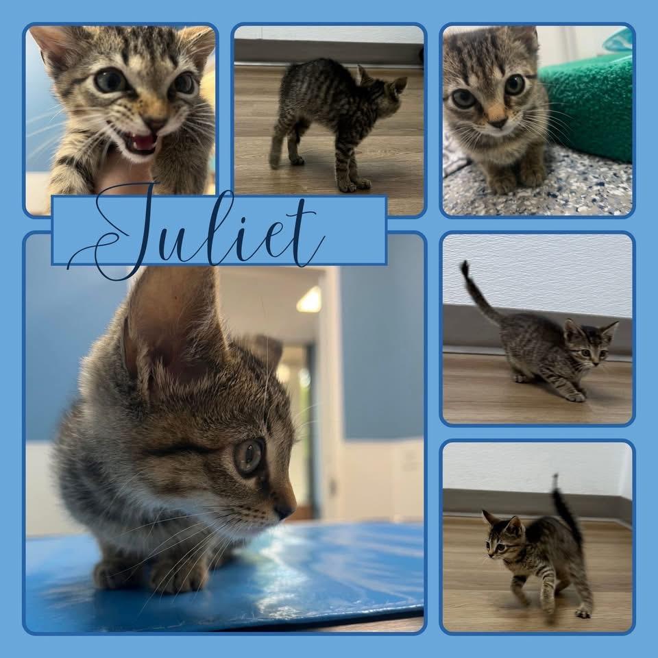 Enlarge Juliet, a Adopted Tabby in Memphis, TN image 1/6