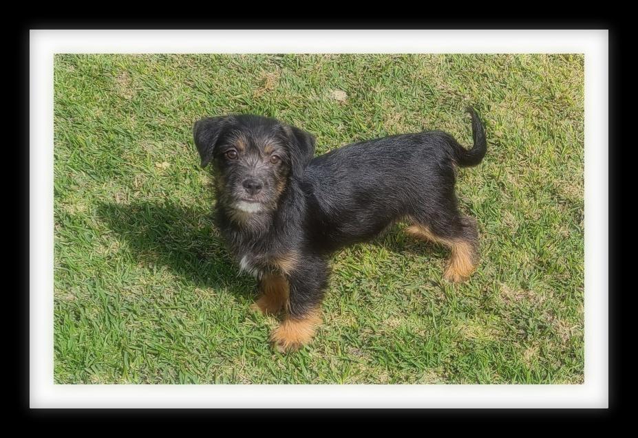 TESS (PLEASE submit an application @ southernstaranimalrescue.org)