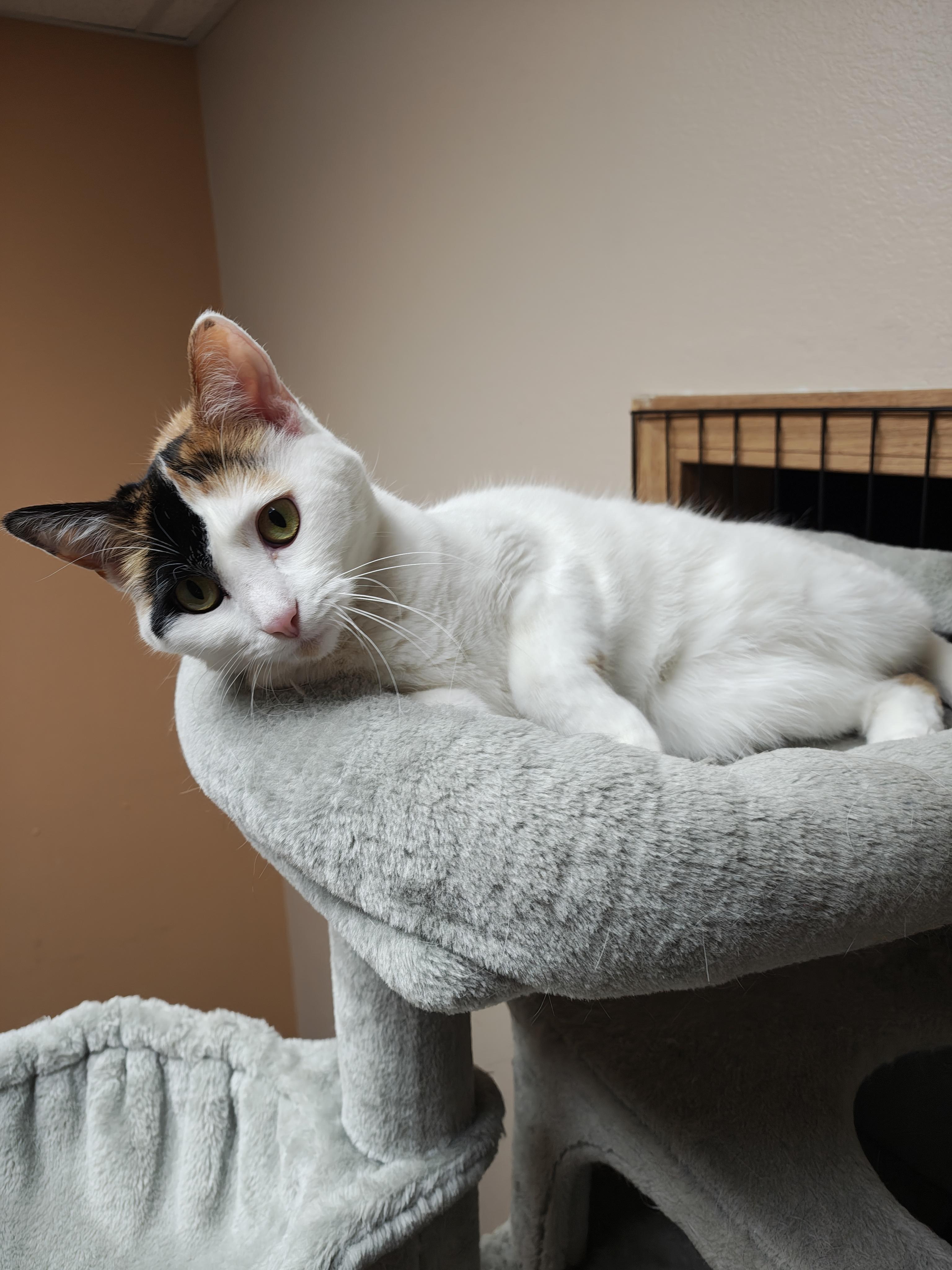 Enlarge Oreo & Truffles, an adoptable Domestic Short Hair in Oconto, WI image 5/6