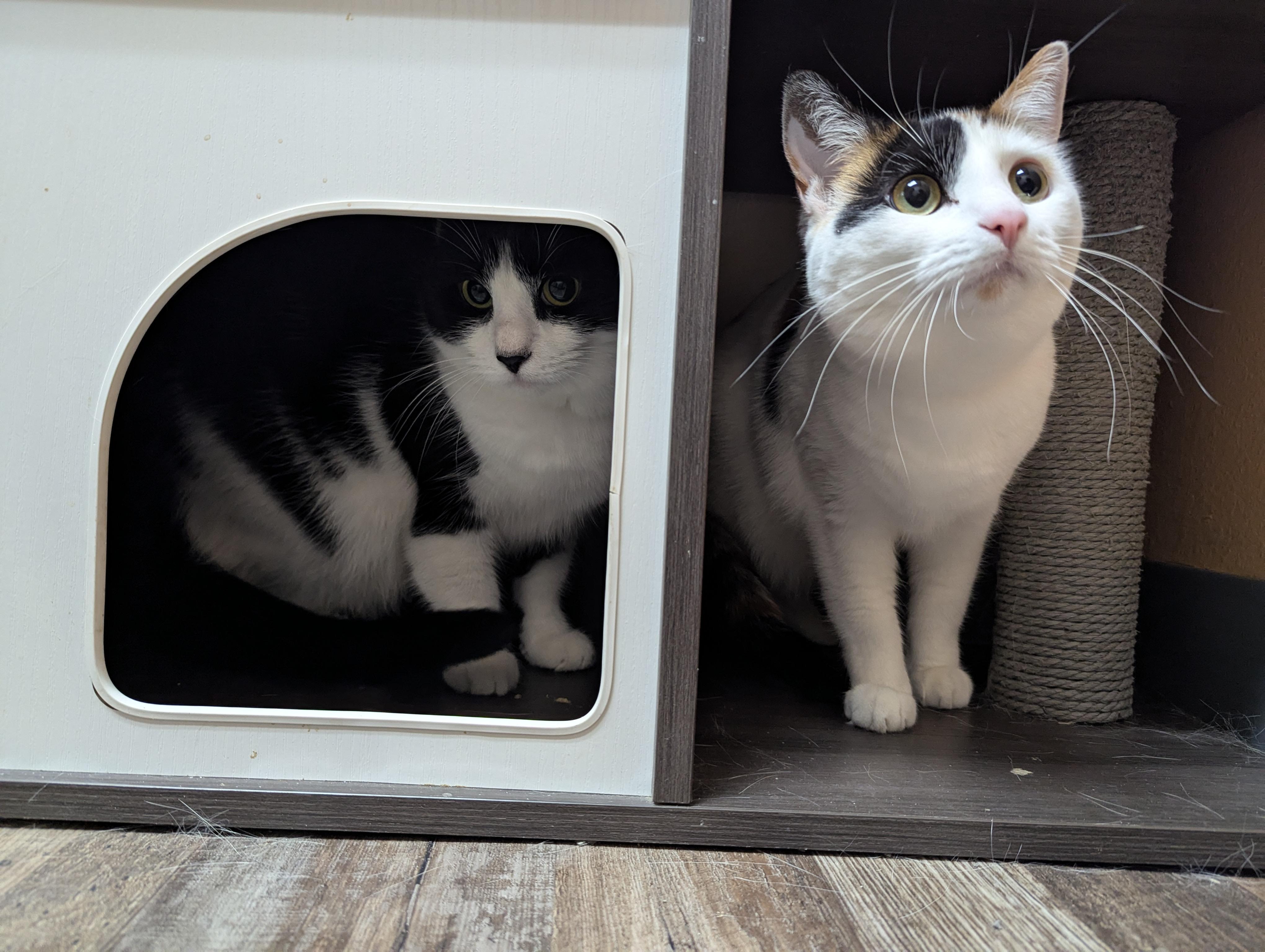 Oreo & Truffles, a Adoptable Domestic Short Hair in Oconto, WI image 1/5