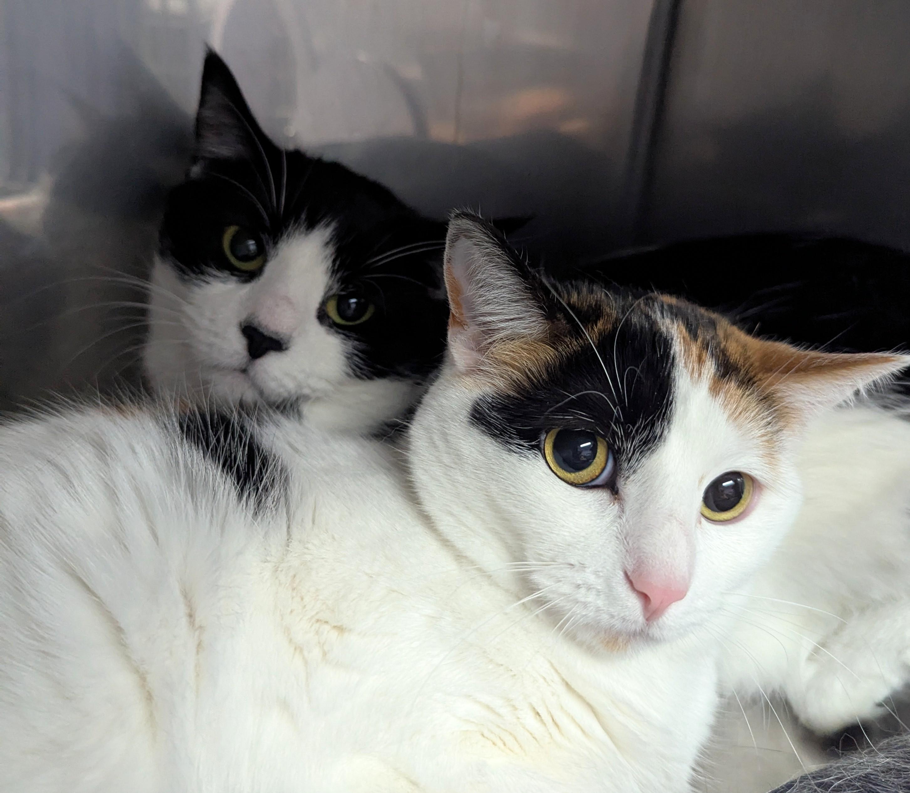 Oreo & Truffles, a Adoptable Domestic Short Hair in Oconto, WI image 3/5