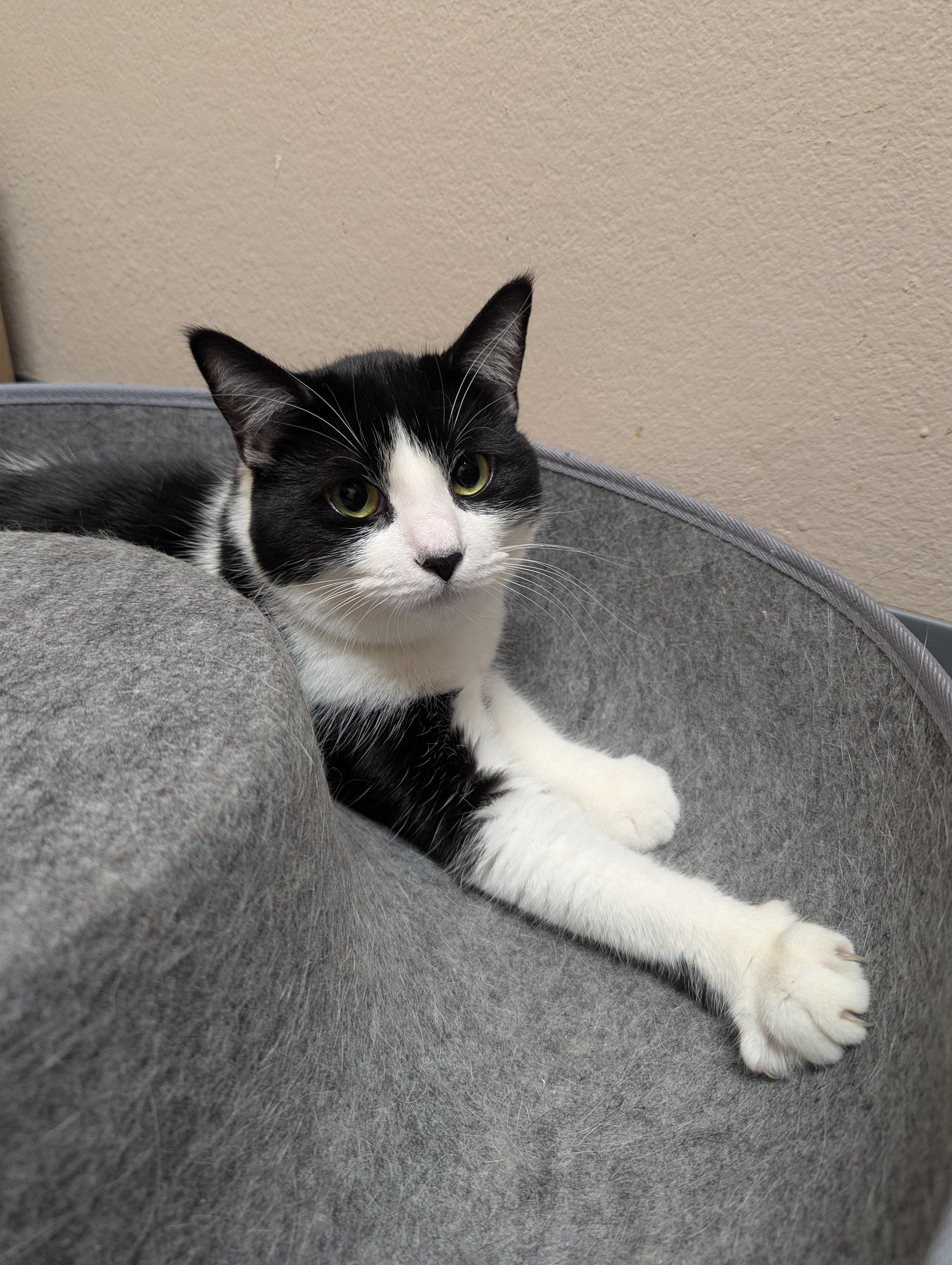 Enlarge Oreo & Truffles, an adoptable Domestic Short Hair in Oconto, WI image 3/6