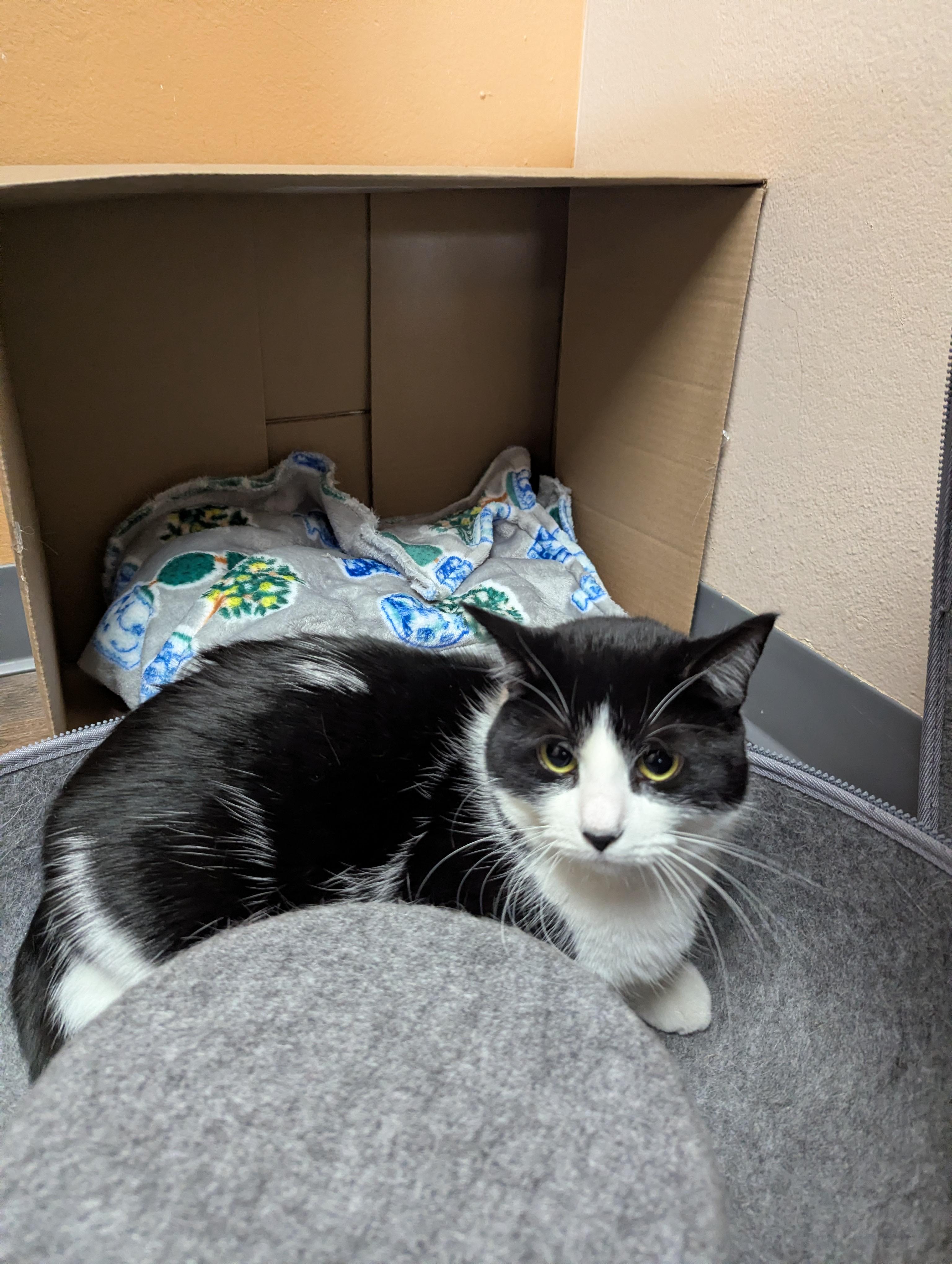 Oreo & Truffles, a Adoptable Domestic Short Hair in Oconto, WI image 4/5