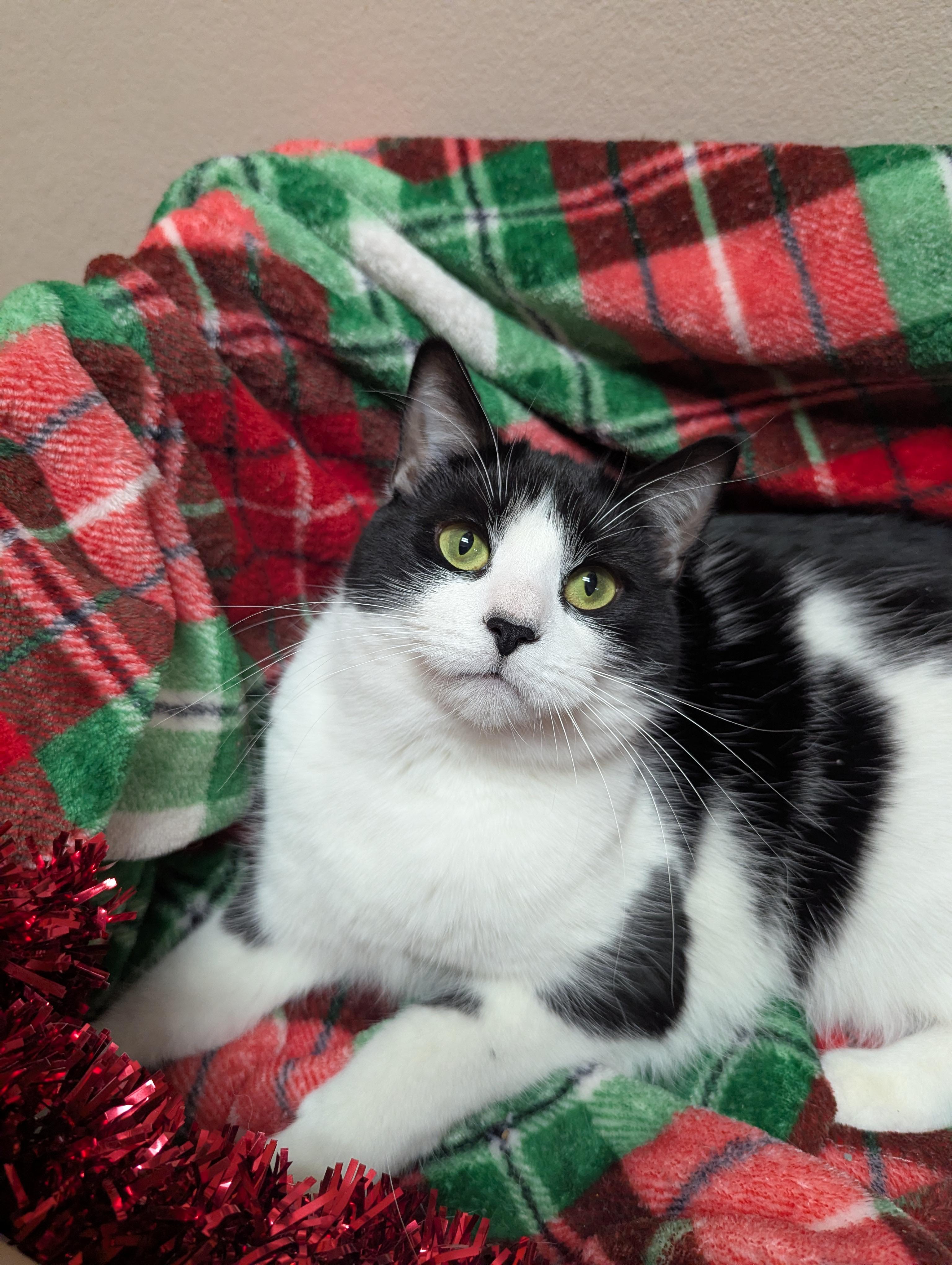 Enlarge Oreo & Truffles, an adoptable Domestic Short Hair in Oconto, WI image 2/6