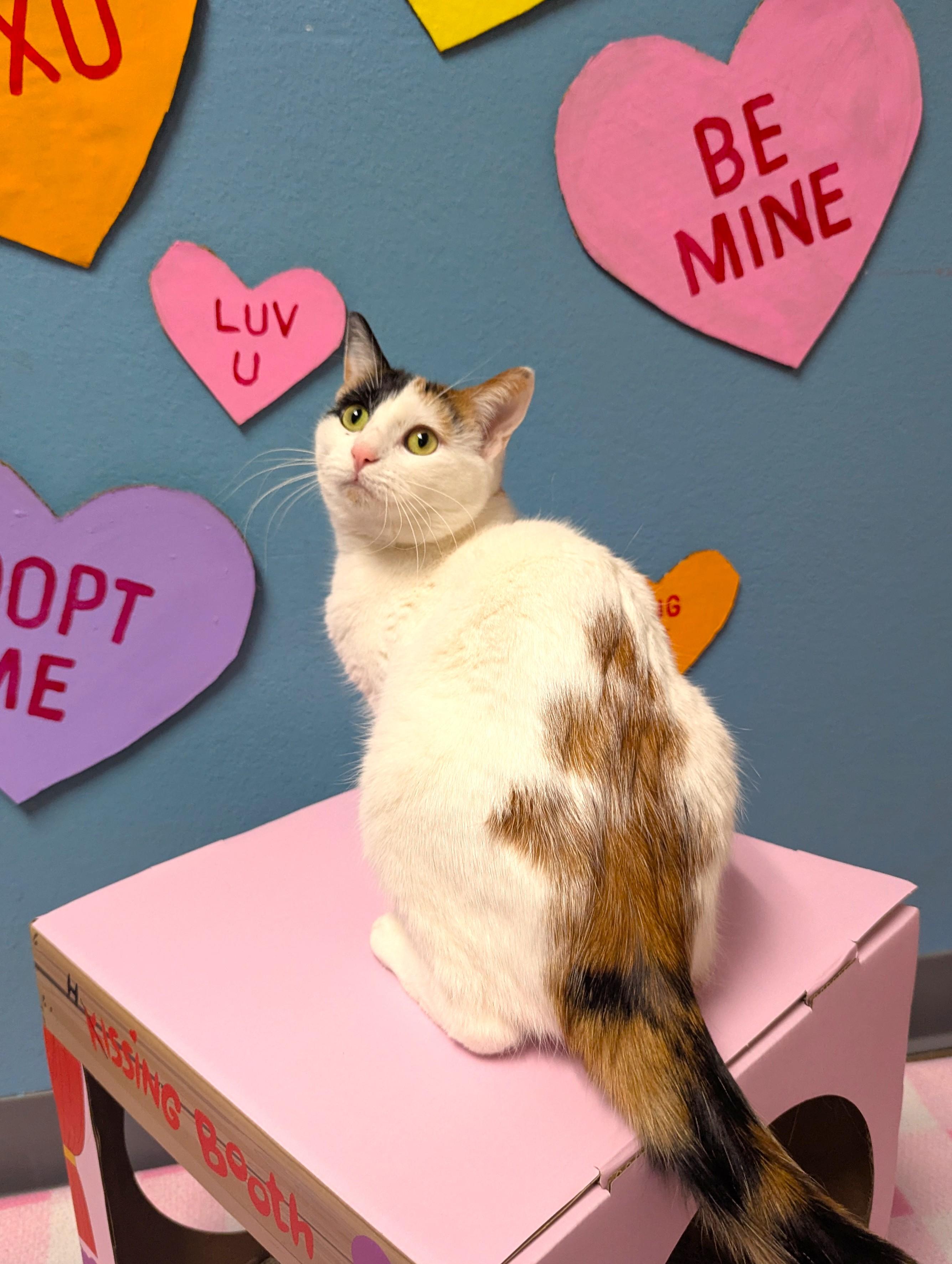 Oreo & Truffles, adoptable, Adult Female Domestic Short Hair.