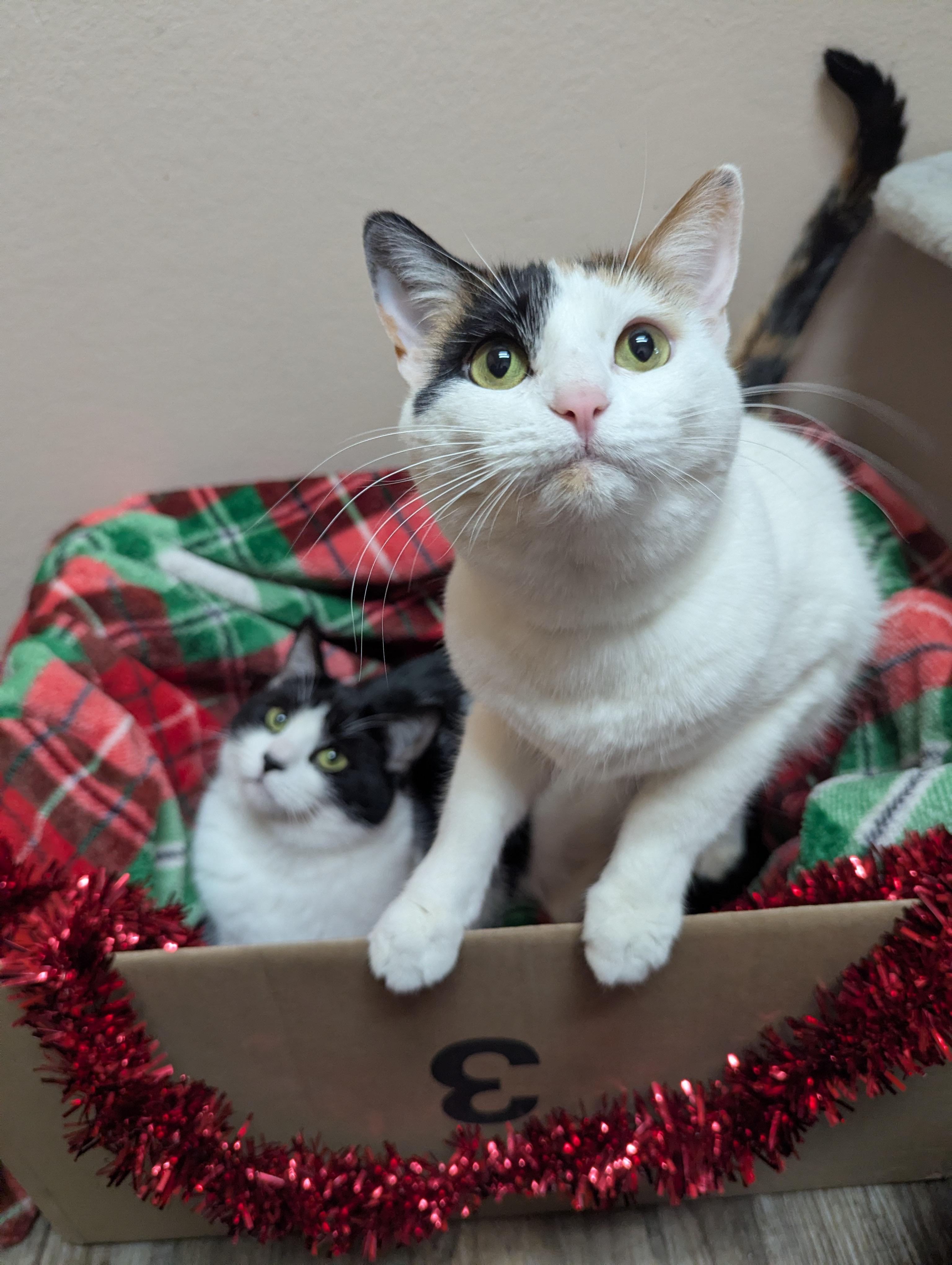 Enlarge Oreo & Truffles, an adoptable Domestic Short Hair in Oconto, WI image 1/6