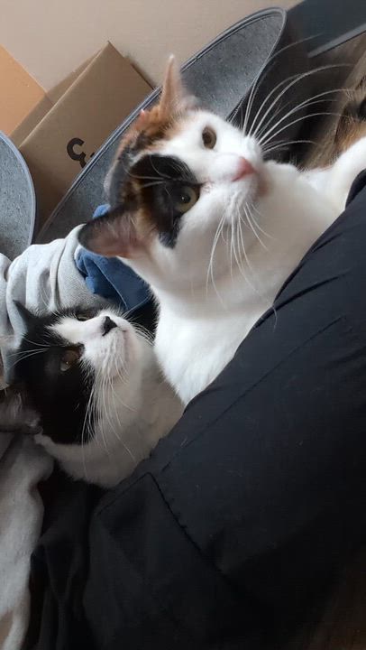 Enlarge Oreo & Truffles, a Adoptable Domestic Short Hair in Oconto, WI video 2/5