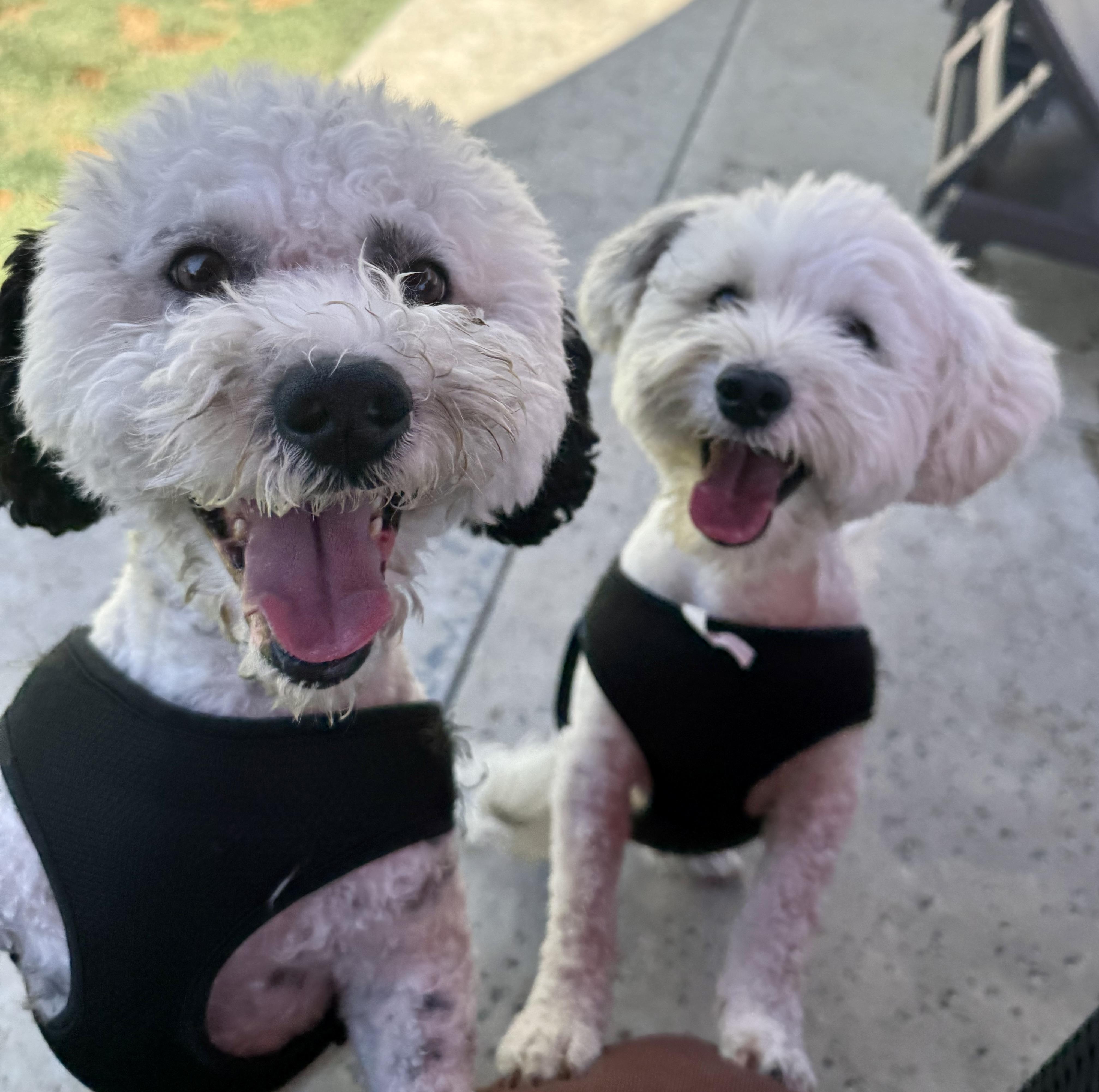 Salt #557, Adoptable, Adult Male Bichon Frise & Shih Tzu.
