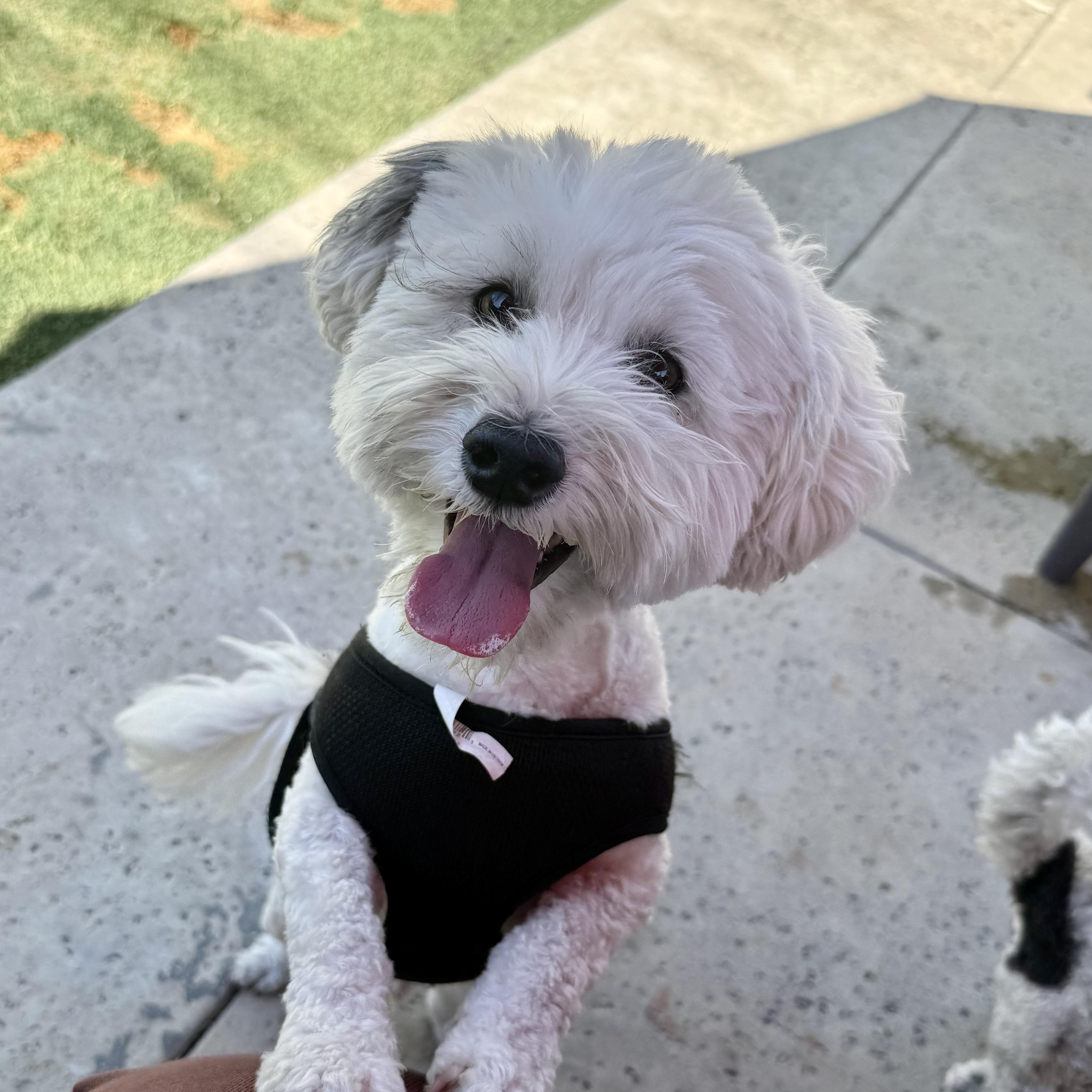 Salt #557, a Adoptable mixed breed in Placentia, CA image 2/4