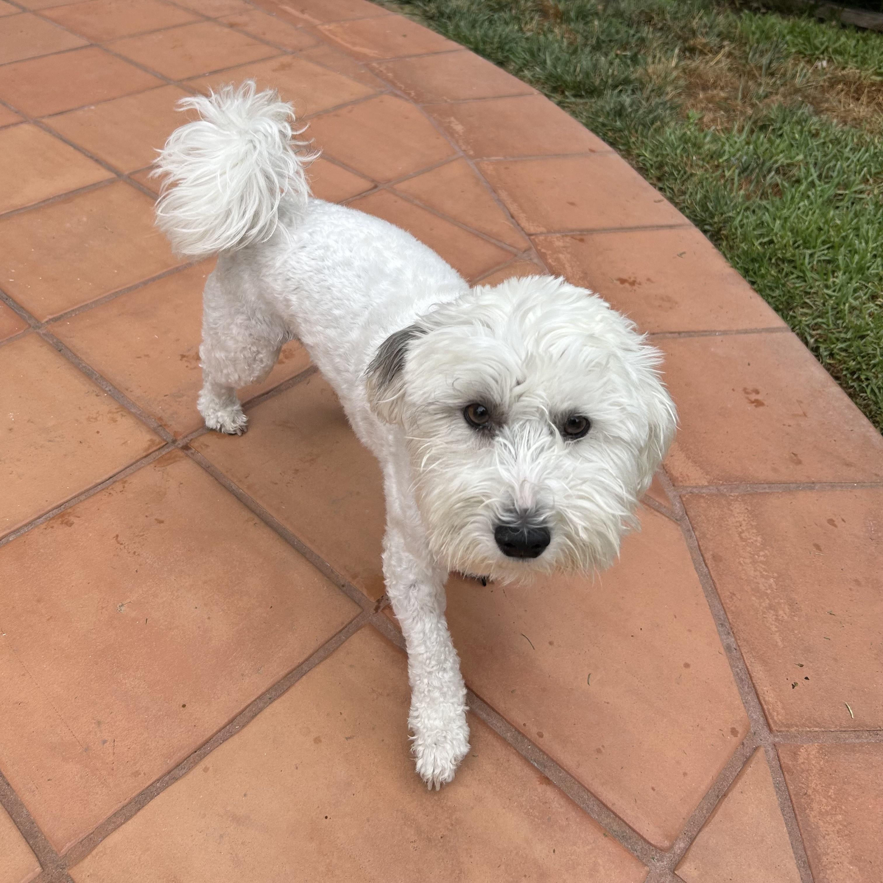 Salt #557, a Adoptable mixed breed in Placentia, CA image 3/4