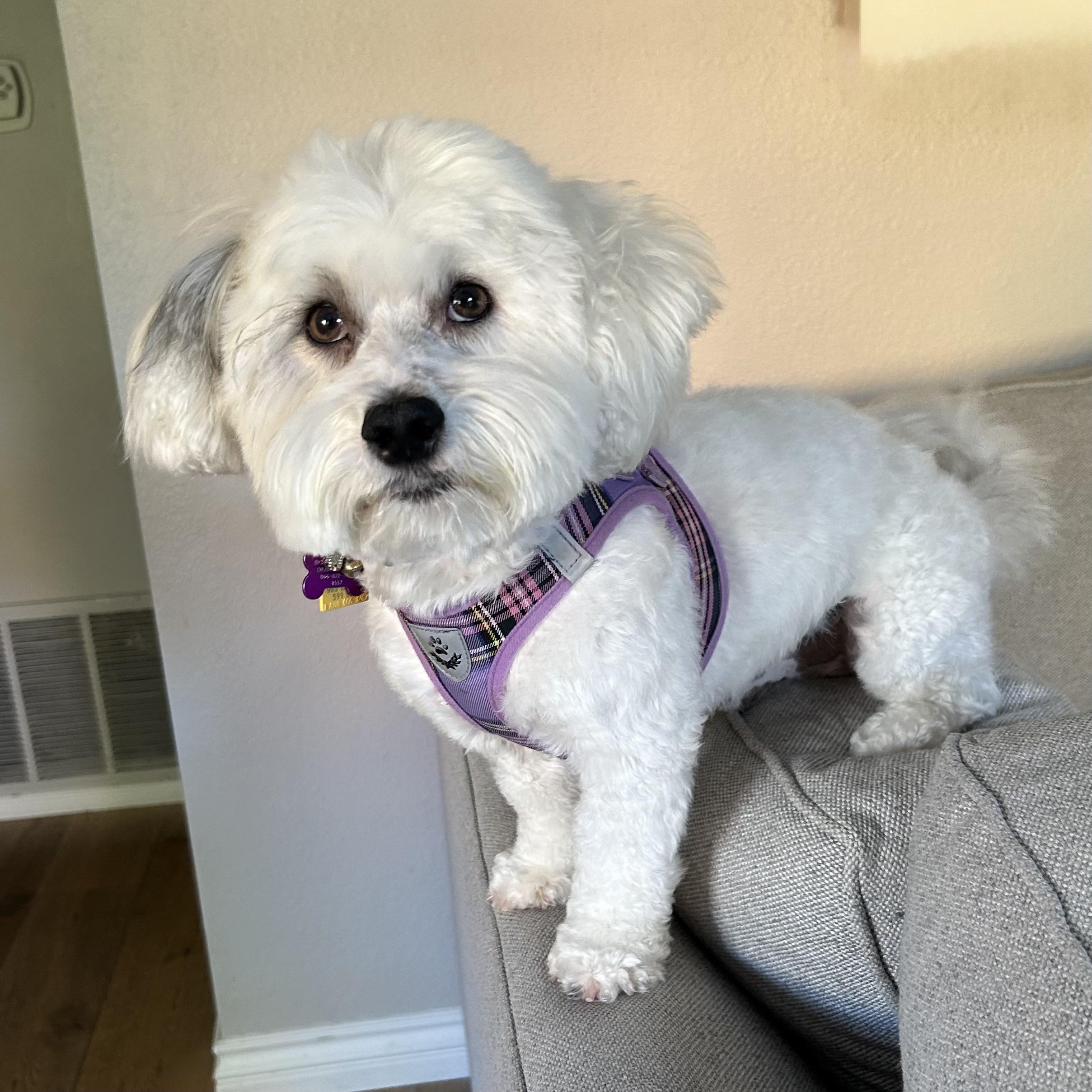 Salt #557, a Adoptable mixed breed in Placentia, CA image 5/6