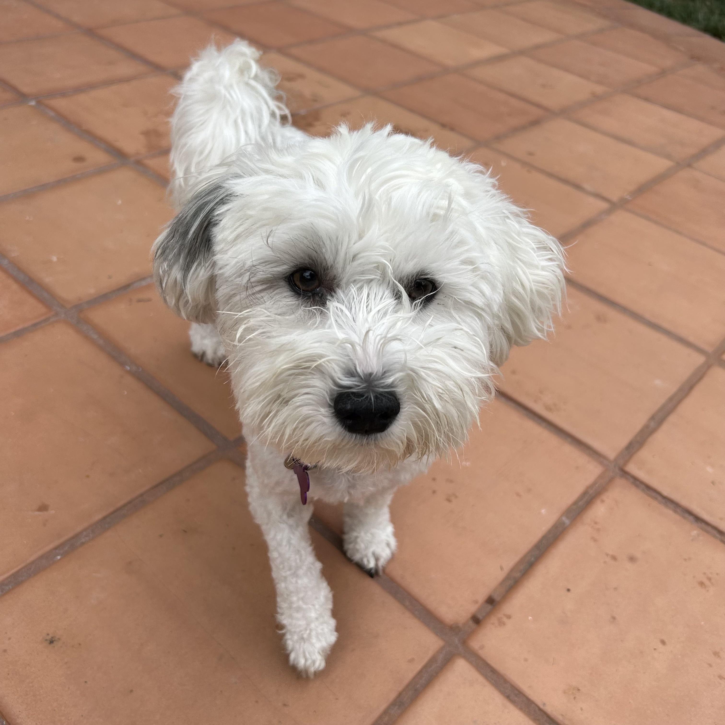Salt #557, a Adoptable mixed breed in Placentia, CA image 4/4