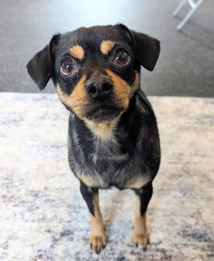 Enlarge Bunny, a Adoptable mixed breed in Portola, CA image 1/3