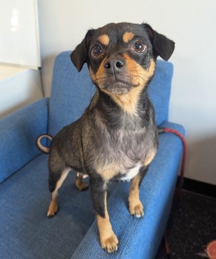 Enlarge Bunny, a Adoptable mixed breed in Portola, CA image 2/3