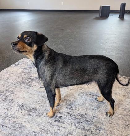 Enlarge Bunny, a Adoptable mixed breed in Portola, CA image 3/3