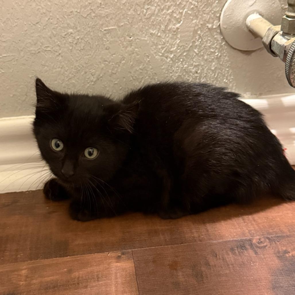 Enlarge Midnight, a Adoptable Domestic Medium Hair in Waco, TX image 1/2