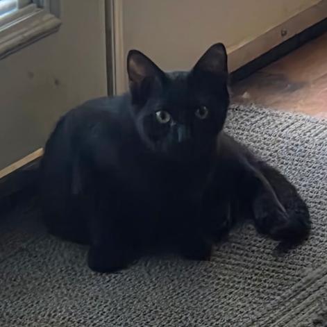 Enlarge Midnight, a Adoptable Domestic Medium Hair in Waco, TX image 2/2