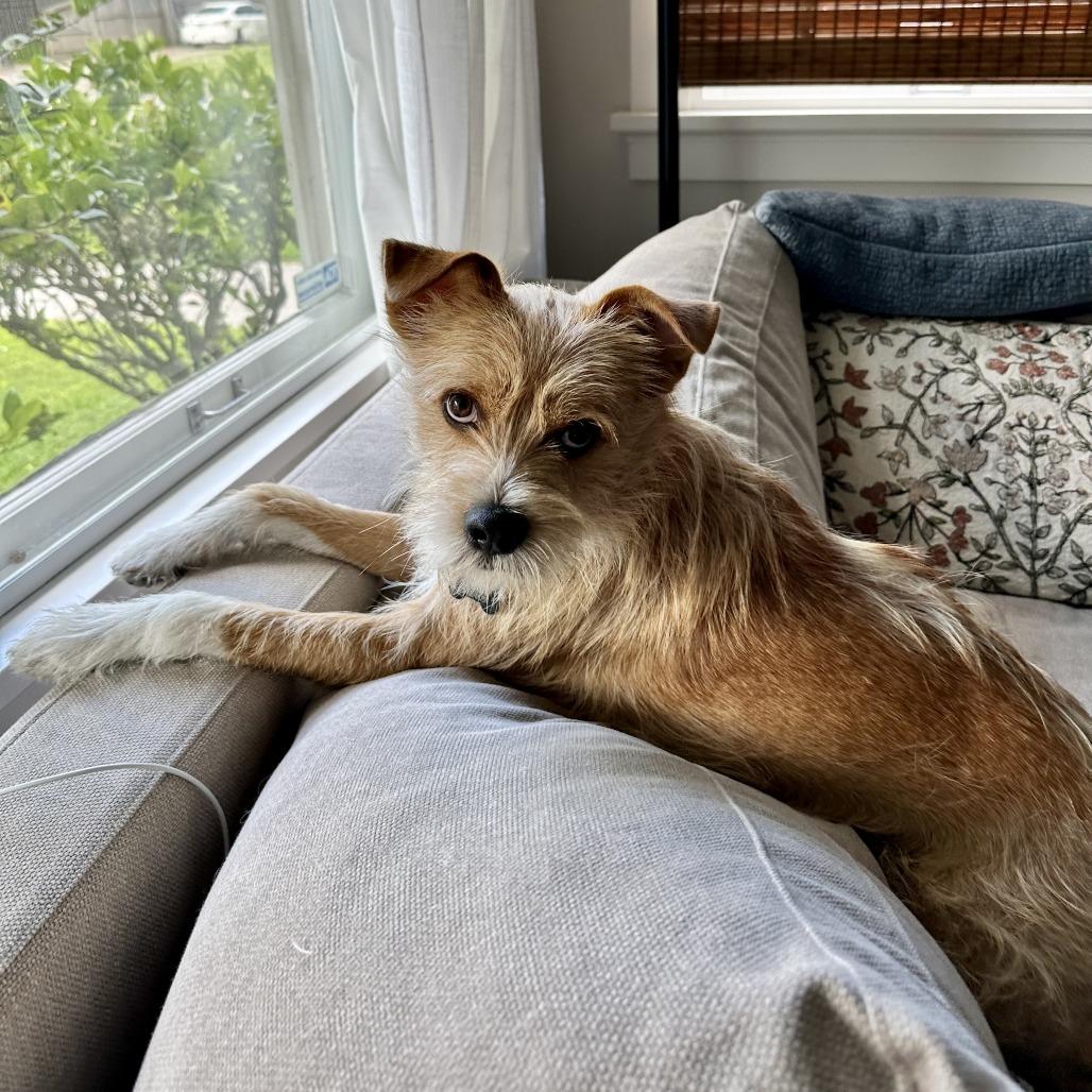 Milo, Adoptable, Young Male Terrier & Mixed Breed.