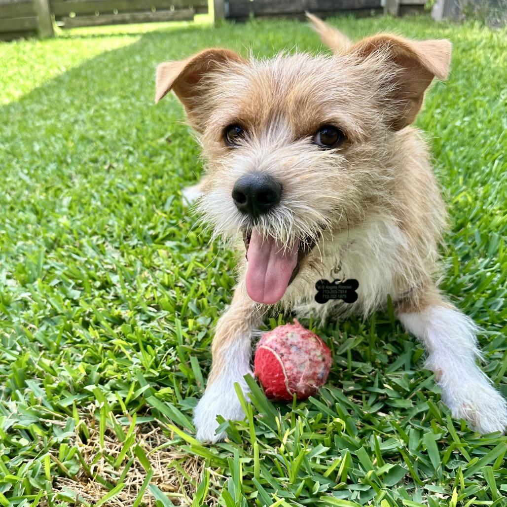 Enlarge Milo, a Adoptable mixed breed in Houston, TX image 2/6