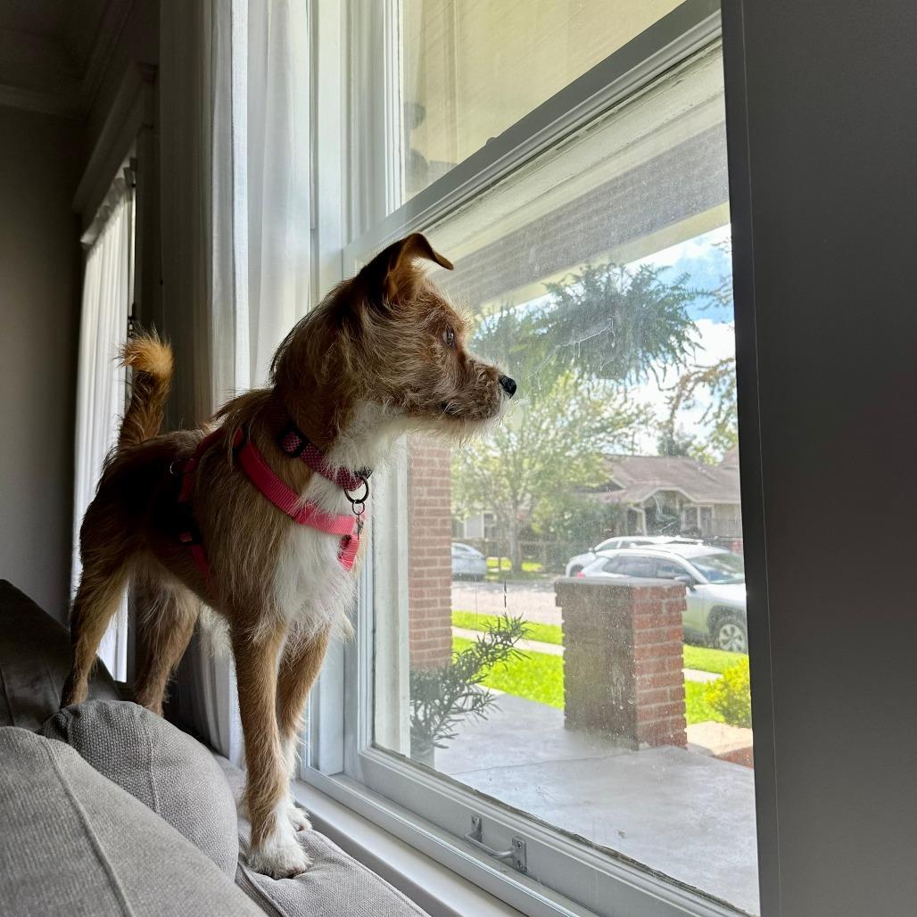 Milo, a Adoptable mixed breed in Houston, TX image 1/6