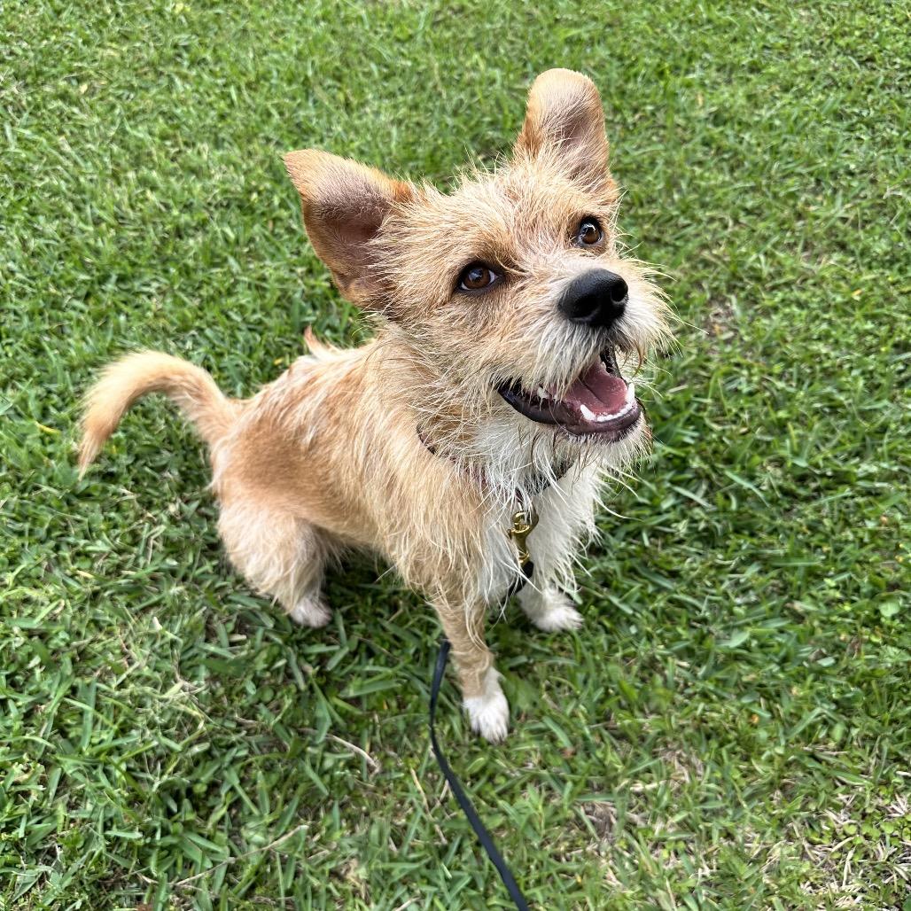 Milo, a Adoptable mixed breed in Houston, TX image 2/6
