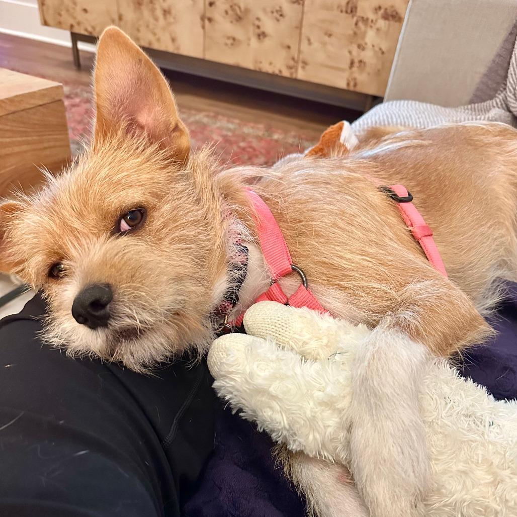 Milo, a Adoptable mixed breed in Houston, TX image 3/6