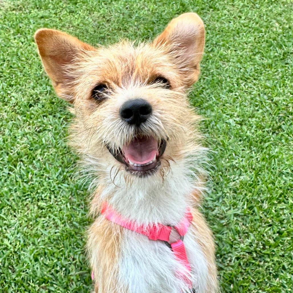 Milo, a Adoptable mixed breed in Houston, TX image 4/6