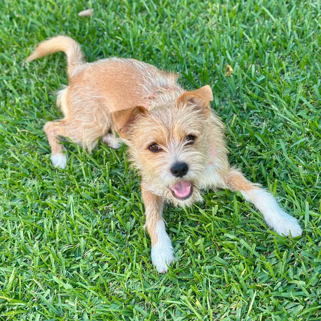 Milo, a Adoptable mixed breed in Houston, TX image 5/6