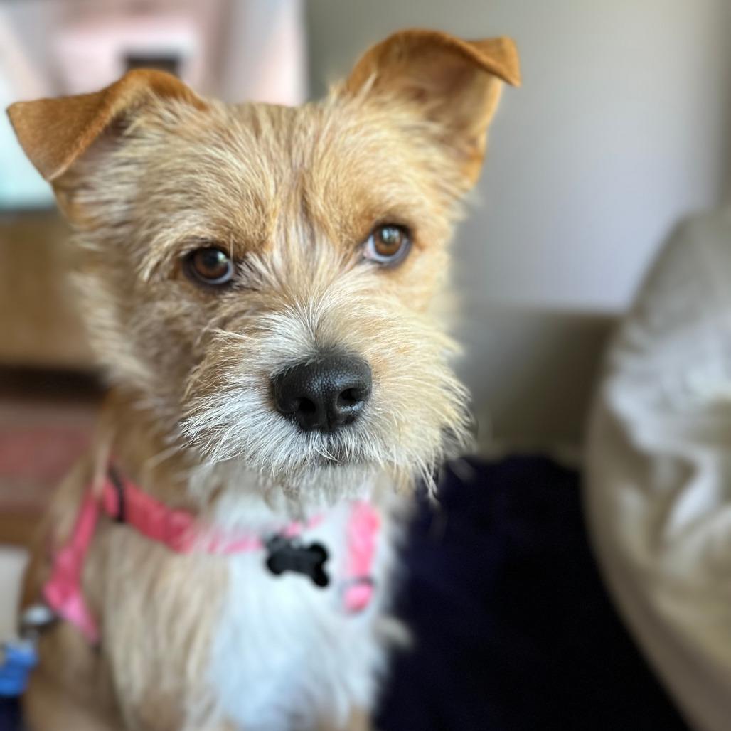 Milo, a Adoptable mixed breed in Houston, TX image 6/6