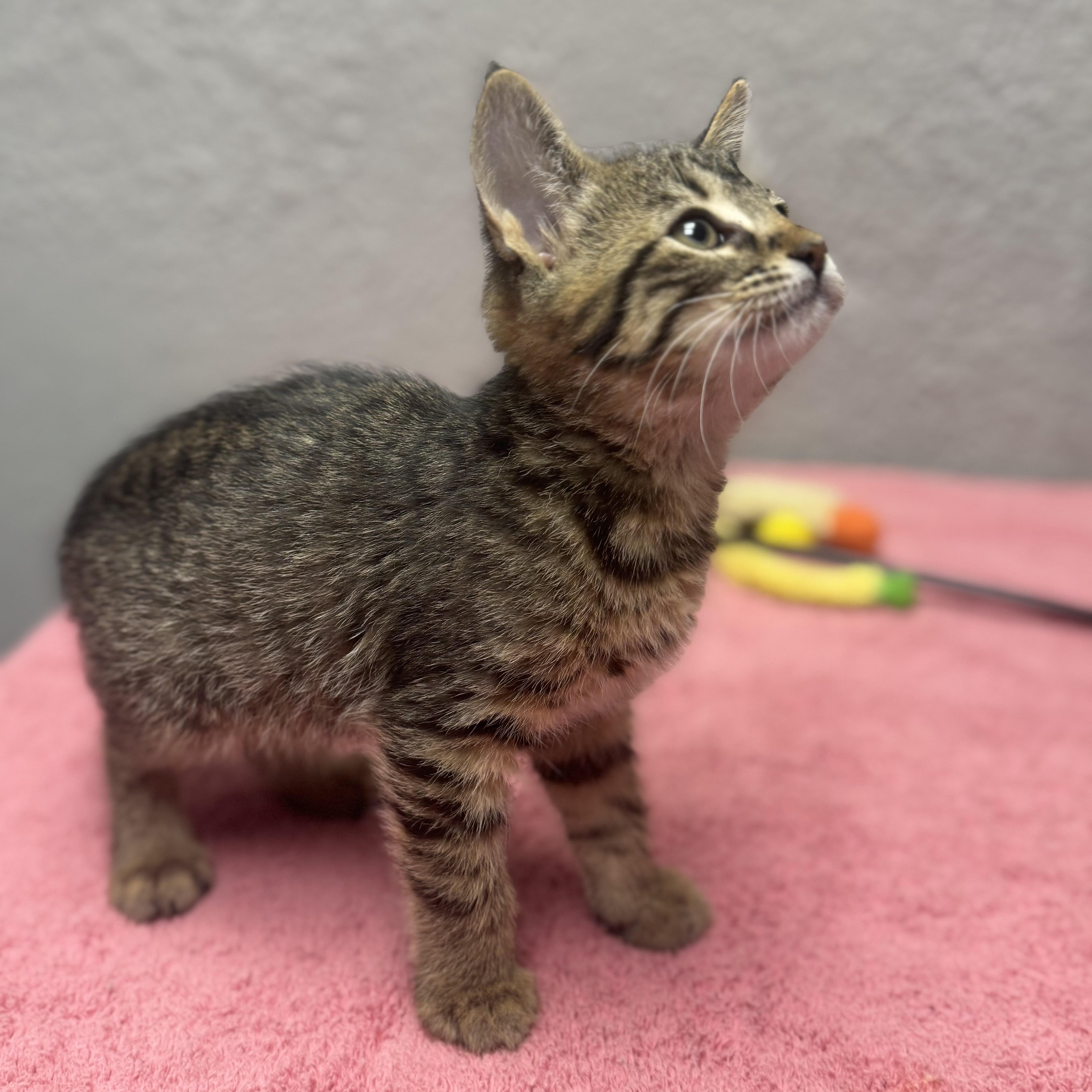 Enlarge Nutella, an adopted Domestic Short Hair in Walker, MI image 2/5