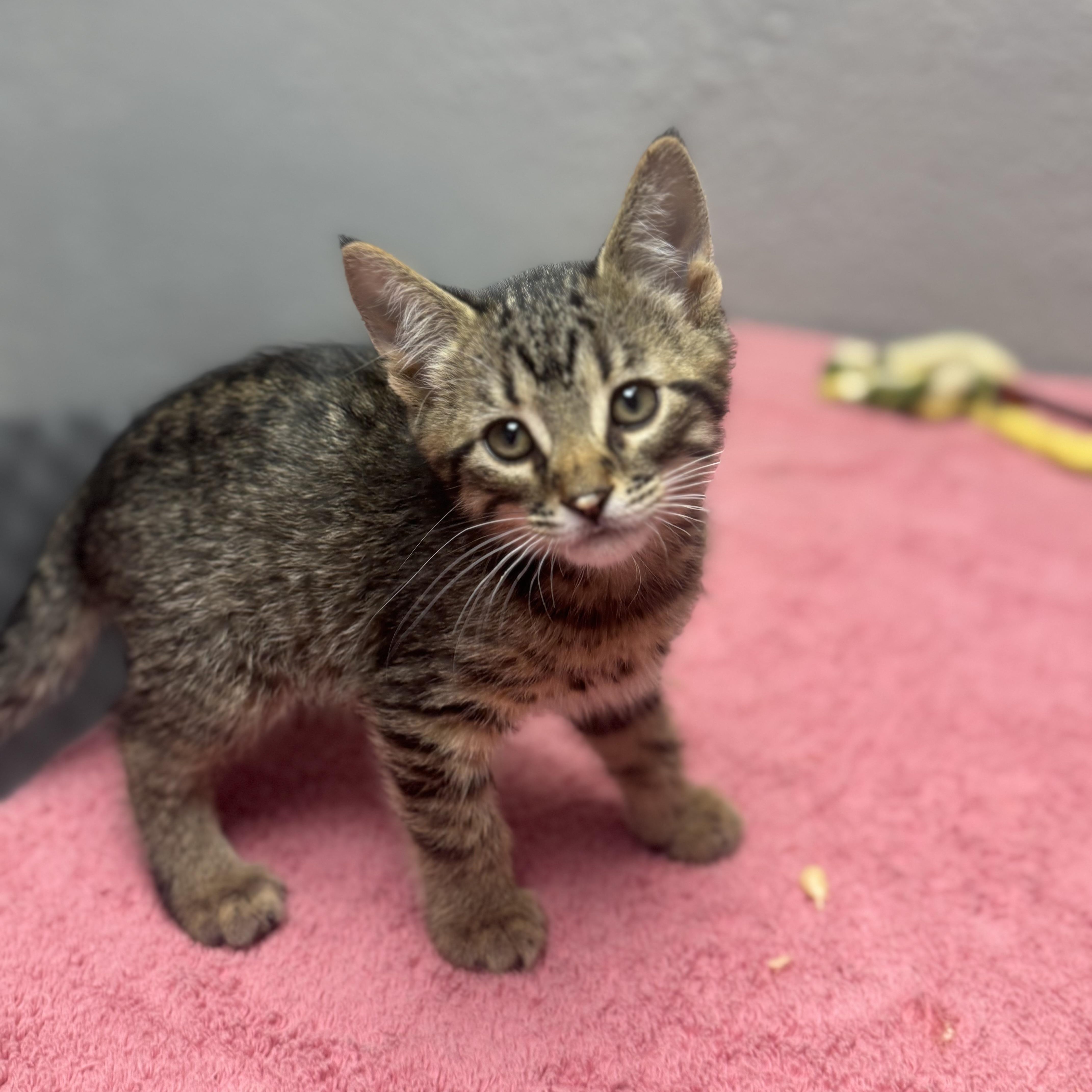 Enlarge Nutella, an adopted Domestic Short Hair in Walker, MI image 1/5