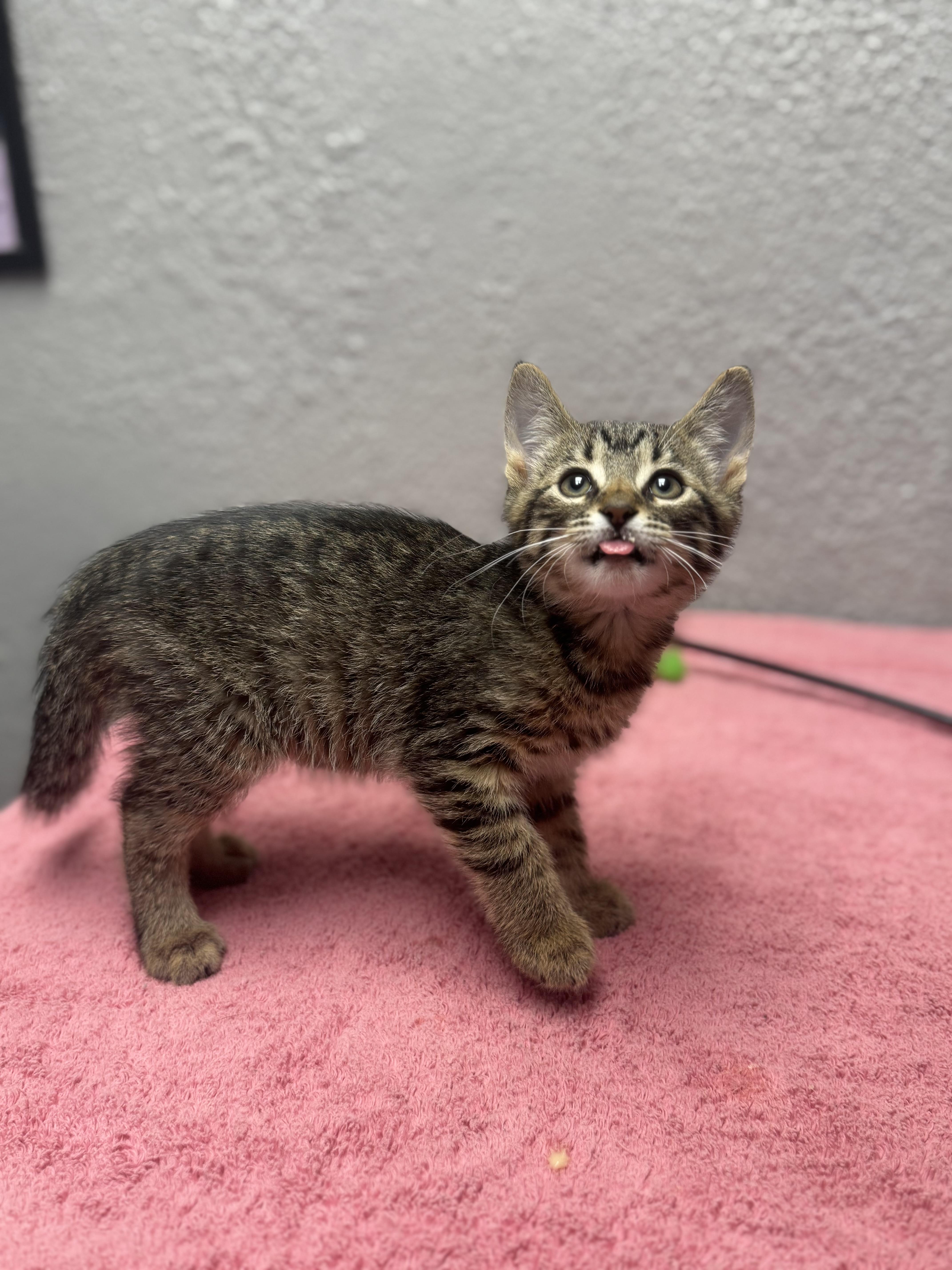 Enlarge Nutella, an adopted Domestic Short Hair in Walker, MI image 4/5